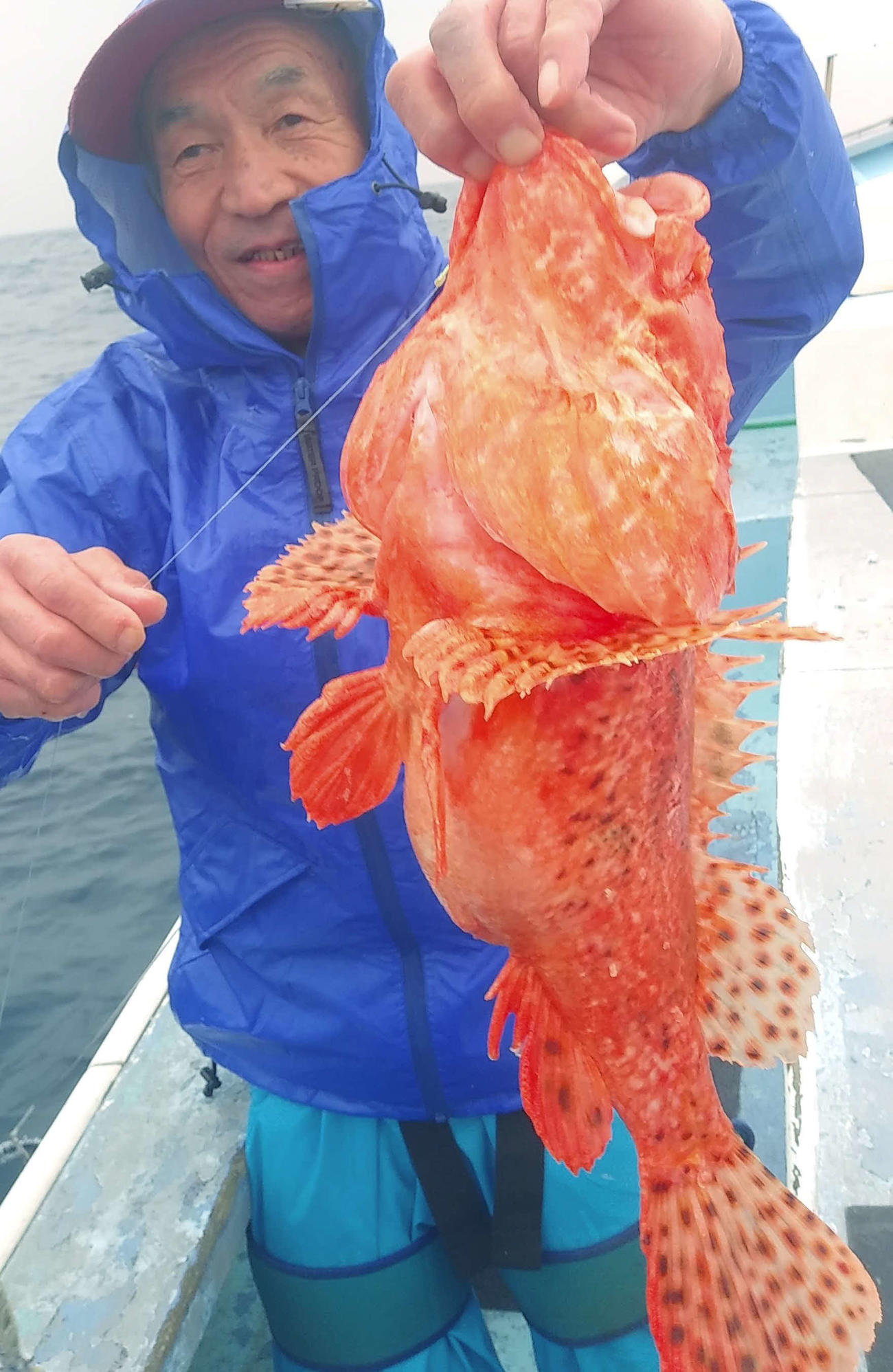 大きな赤鬼、オニカサゴ