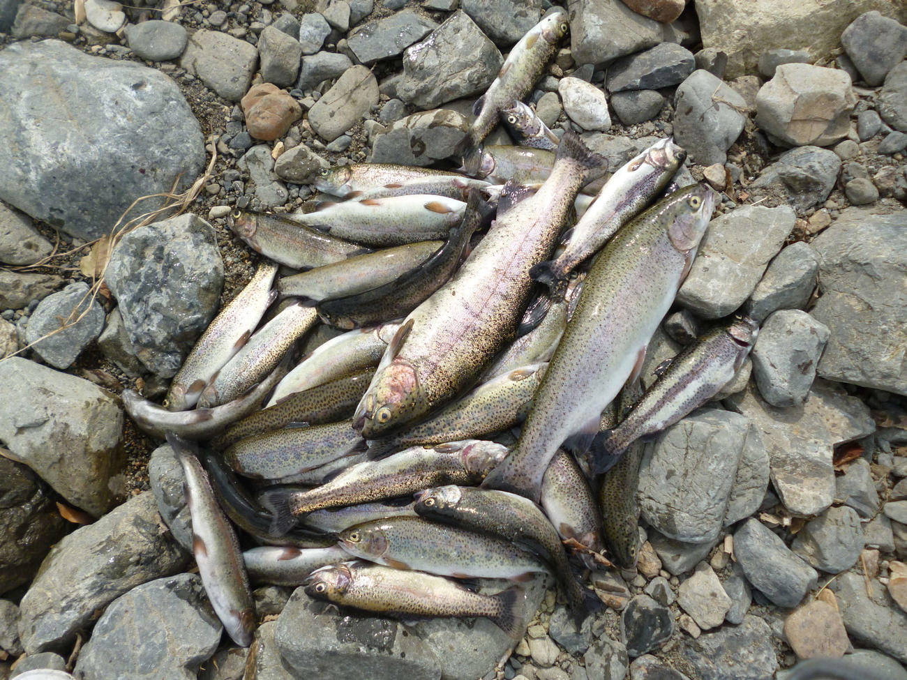 当日の釣果