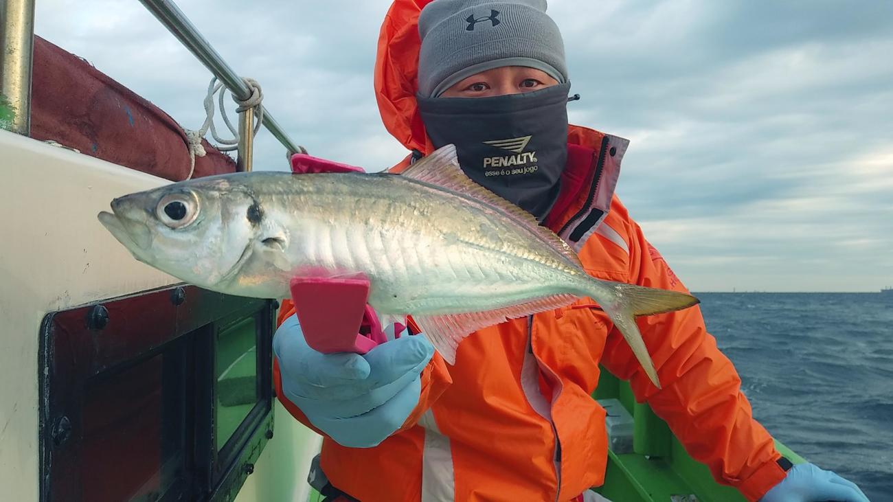 こんな大きな立派なアジが釣れる