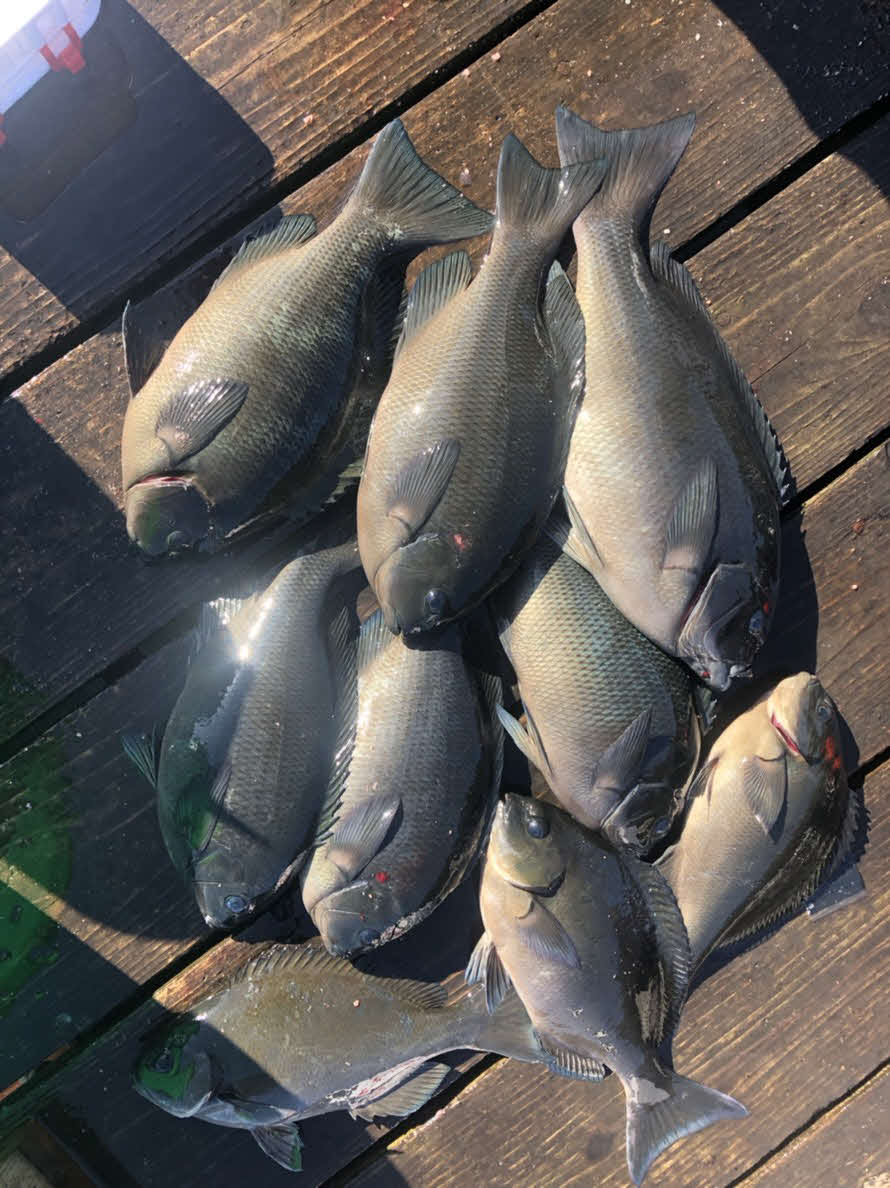 当日の釣果