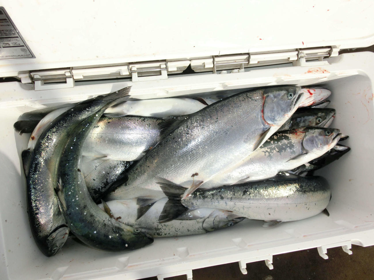 クーラーには大、中、小のサクラマスの釣果