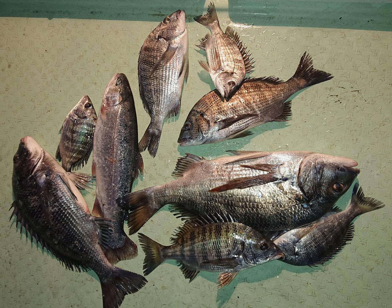 当日の釣果