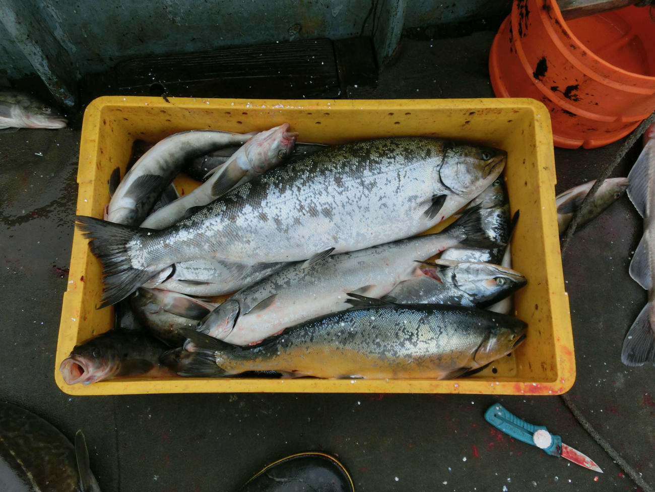 4キロサイズを含めた釣果の数々