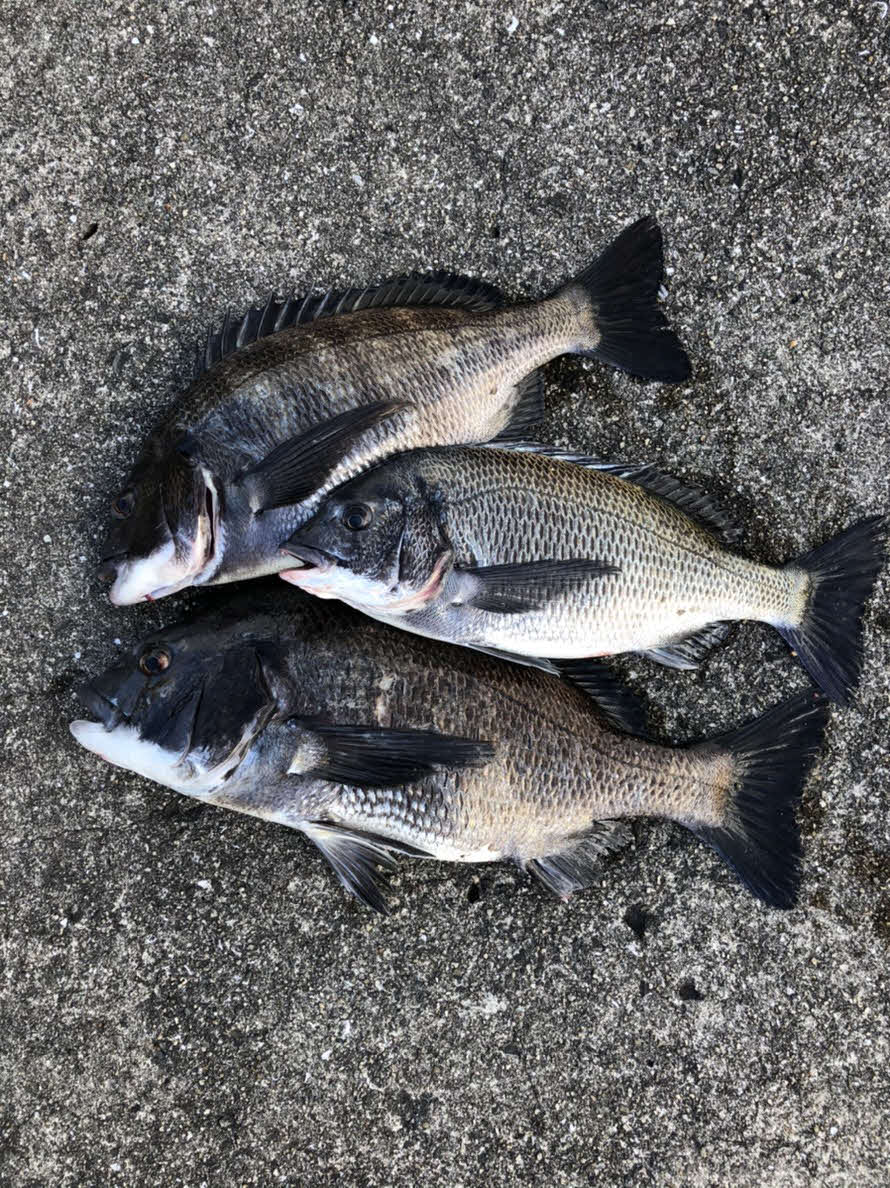筆者の釣果