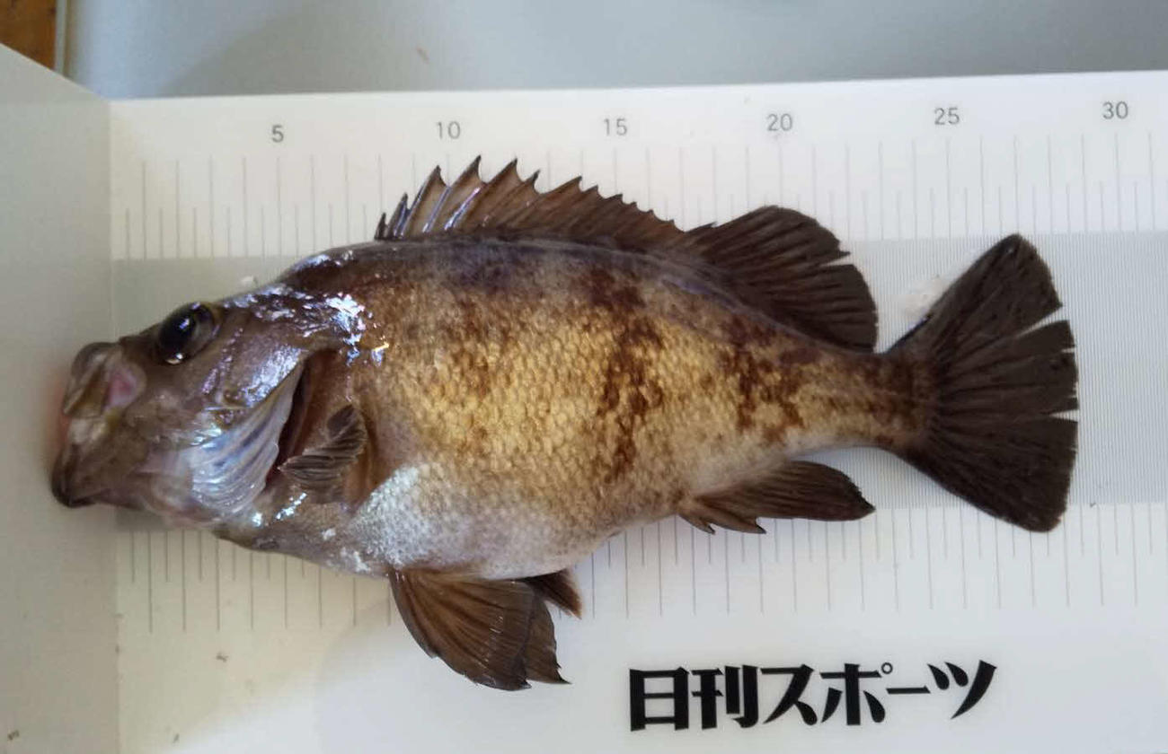 検寸すると28・6センチだった