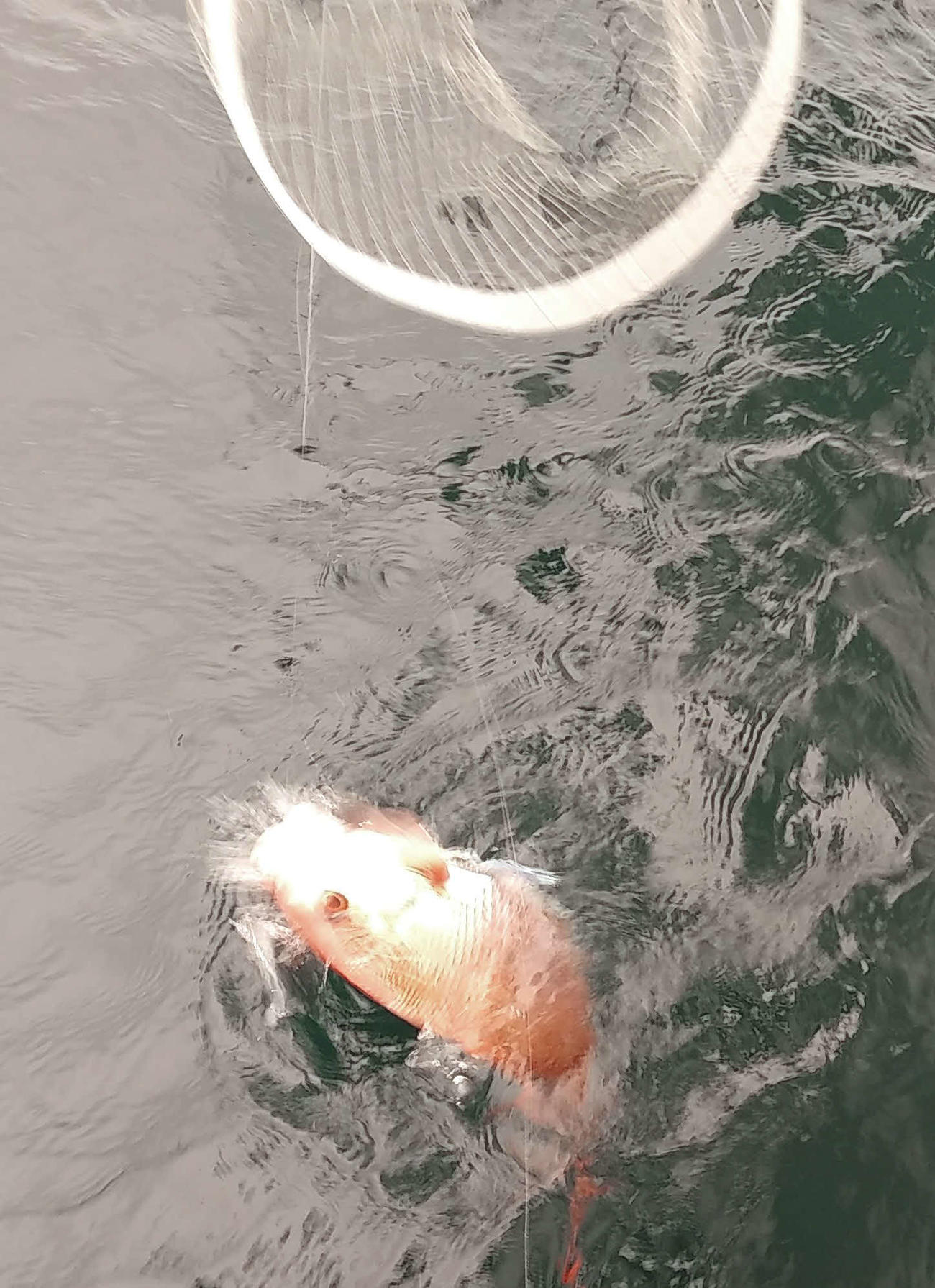 見えた、赤いマダイが躍った