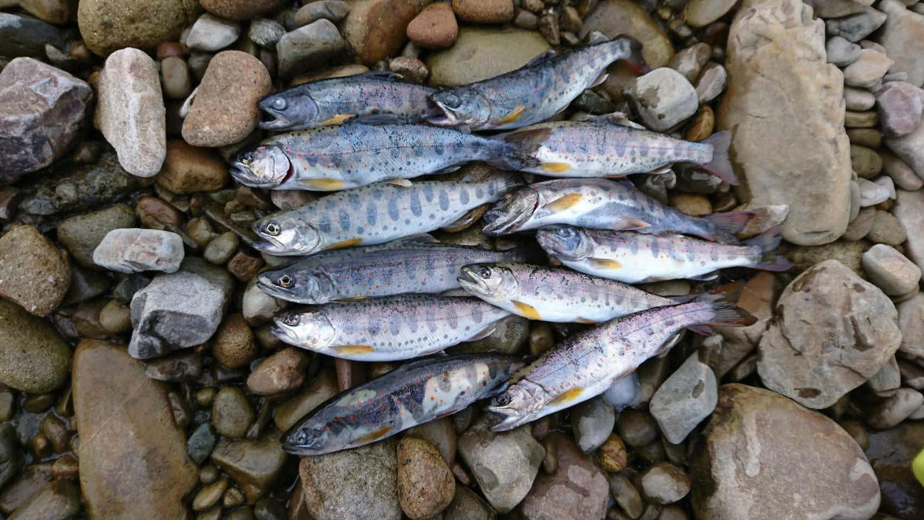 当日の釣果（小型はリリース）
