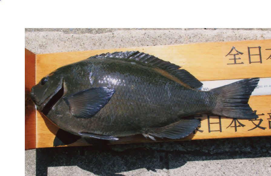 岩竹さんの釣ったメジナ