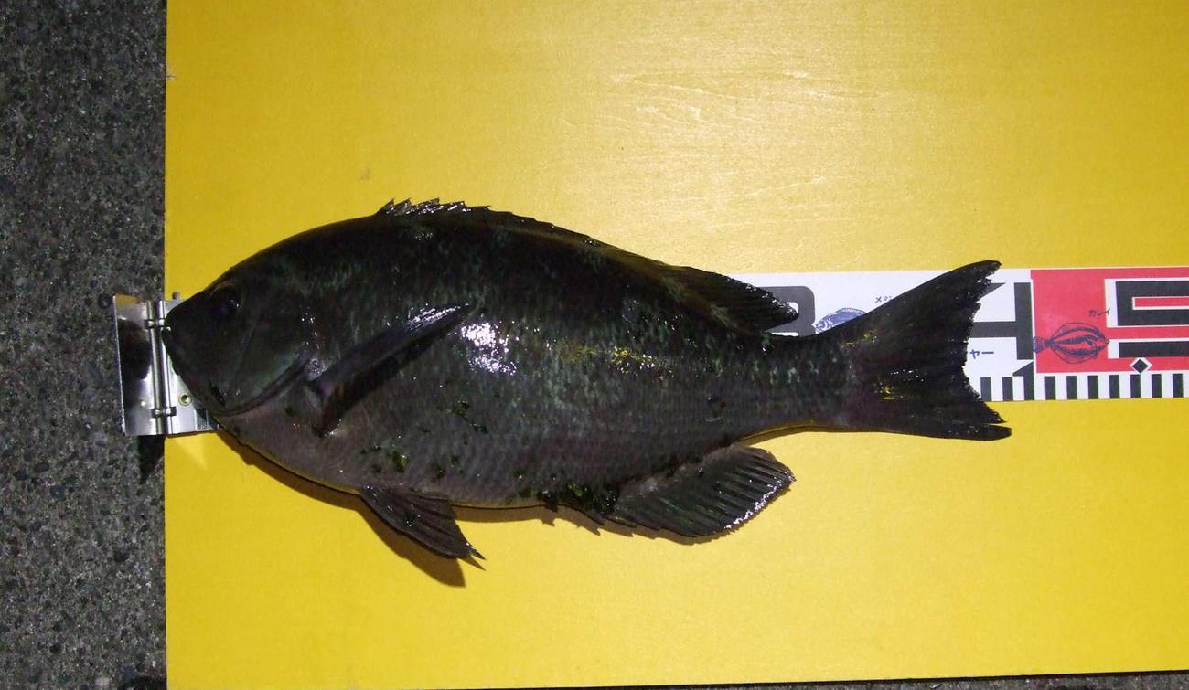 福田さんが洲崎の磯で釣り上げた38・1センチ