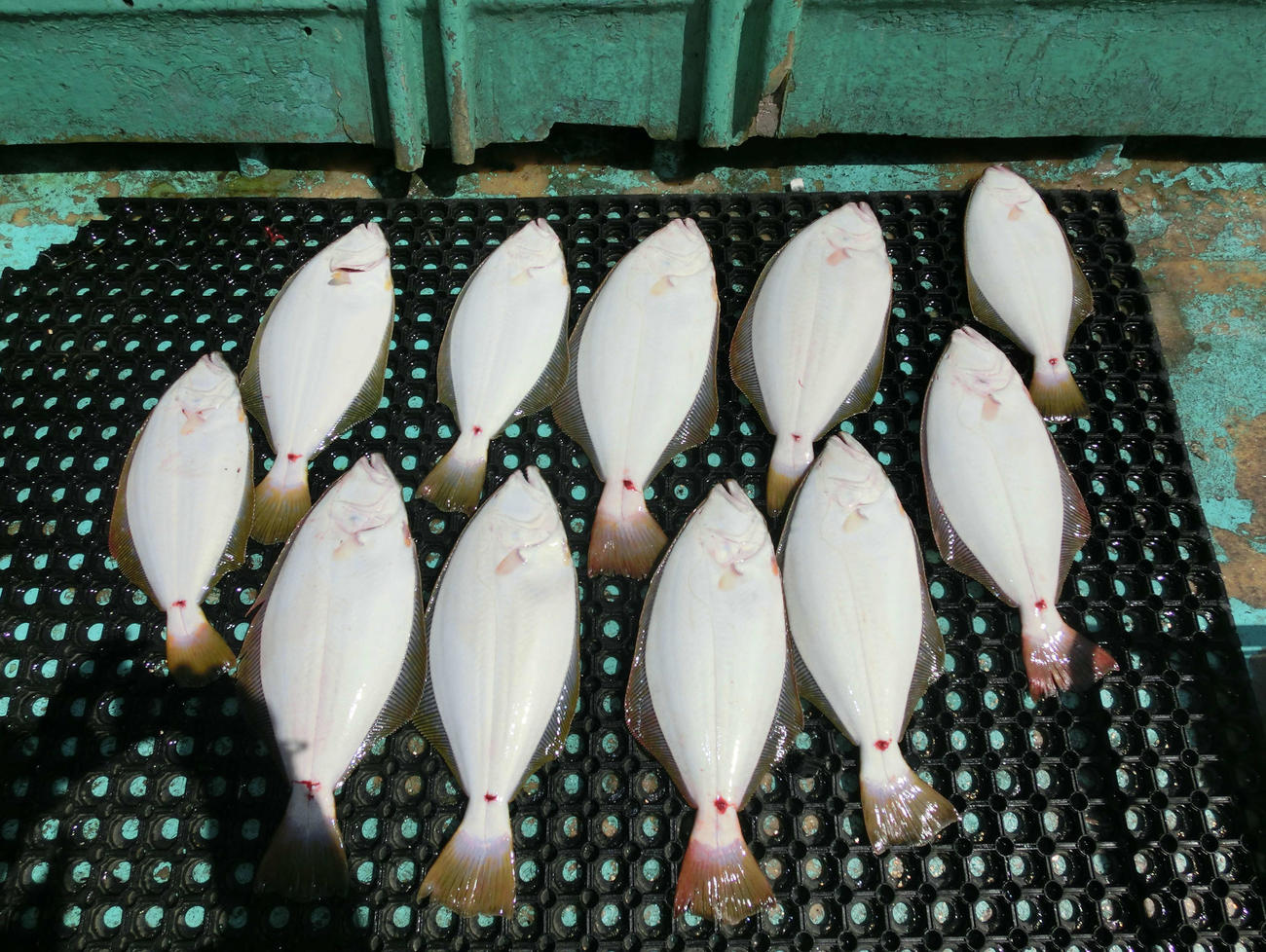 この日の釣果は中型～良型まで