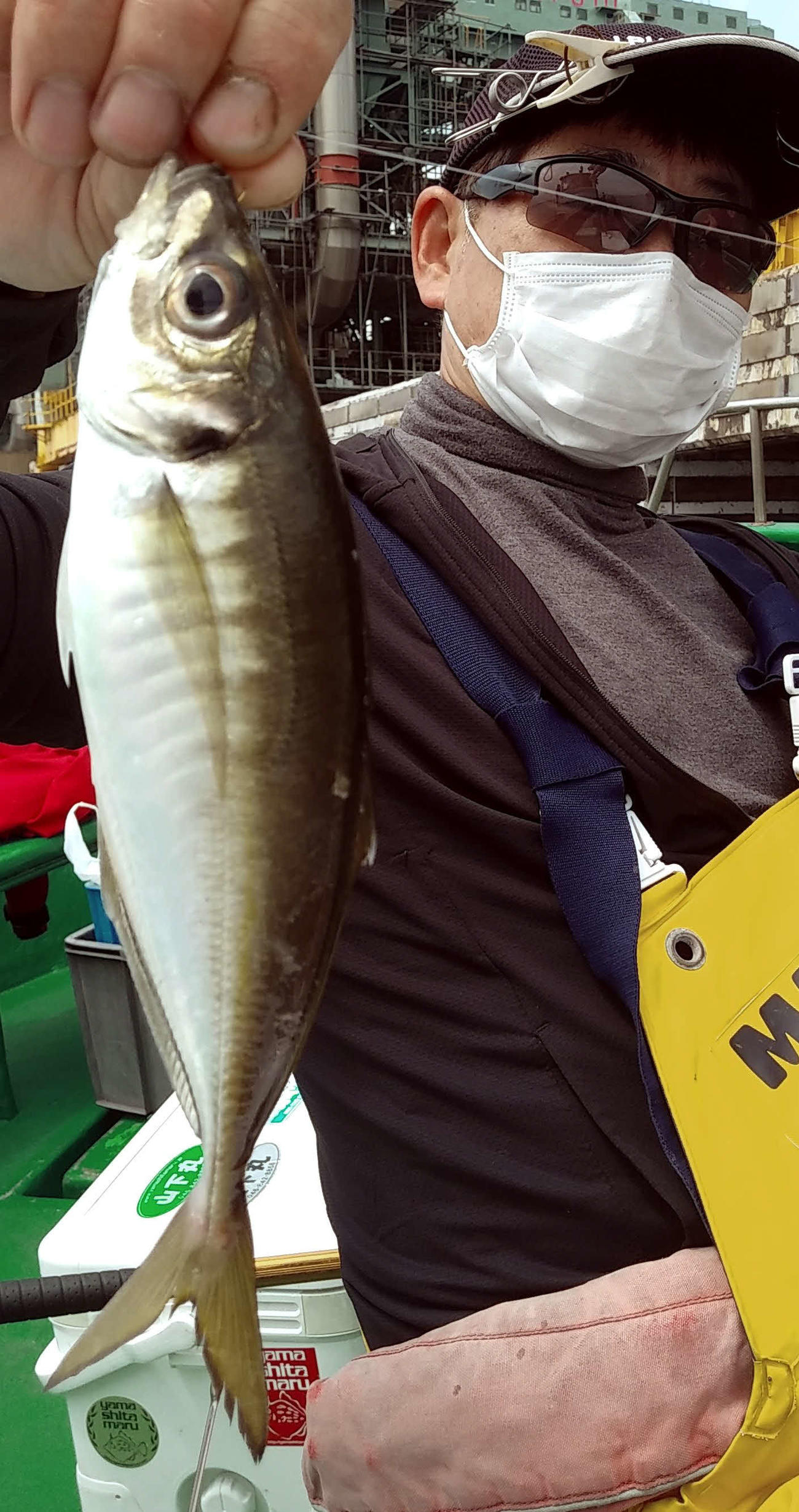 東京湾では、サイズのいいアジ、釣れてますよ
