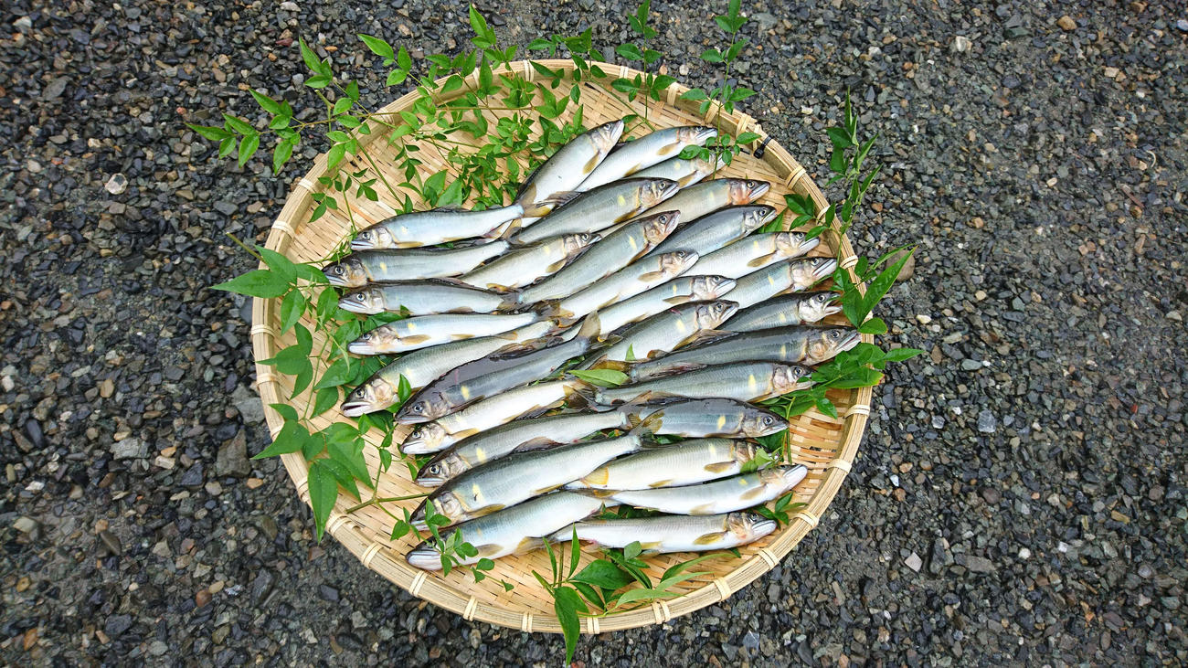 当日の釣果