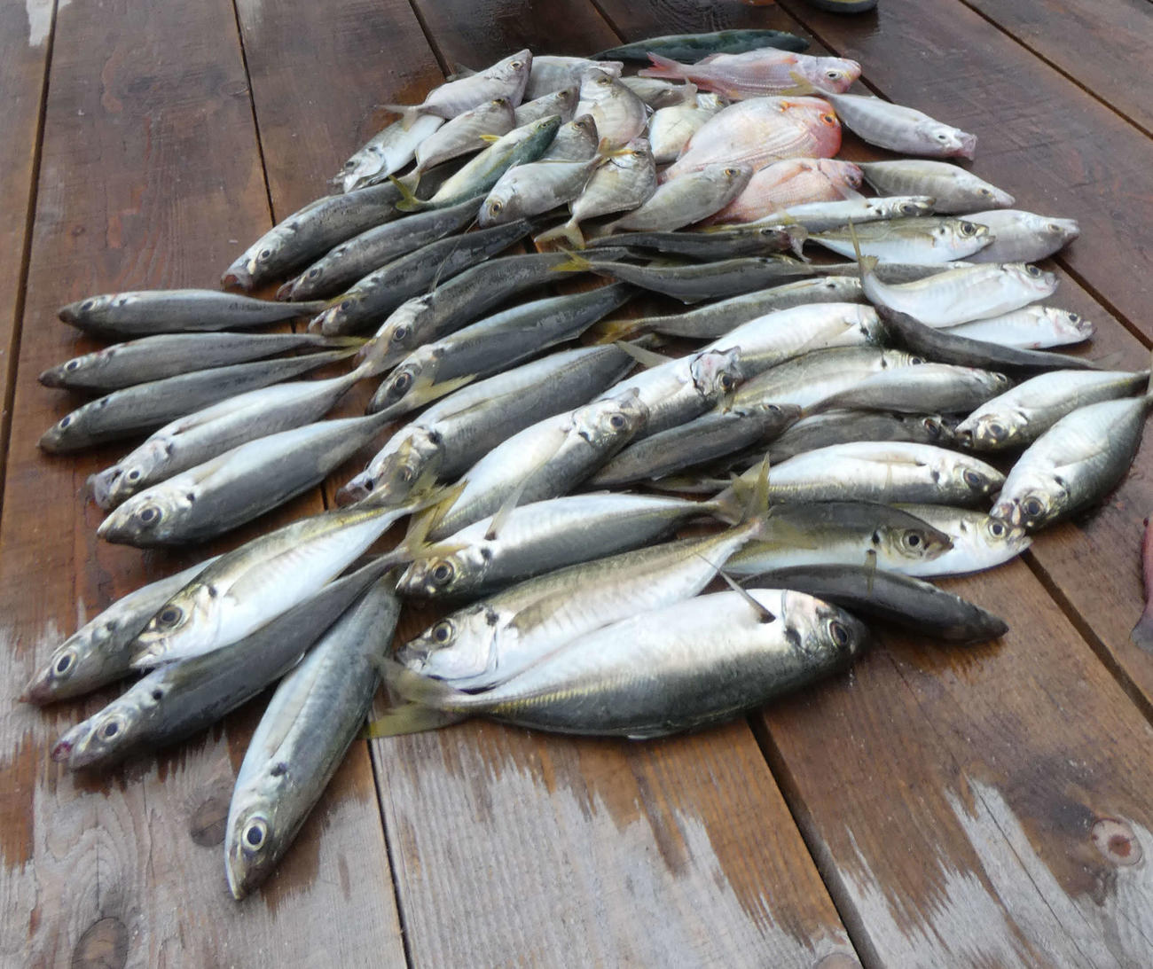 記者の釣果