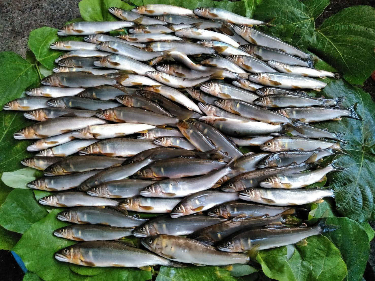 当日の釣果