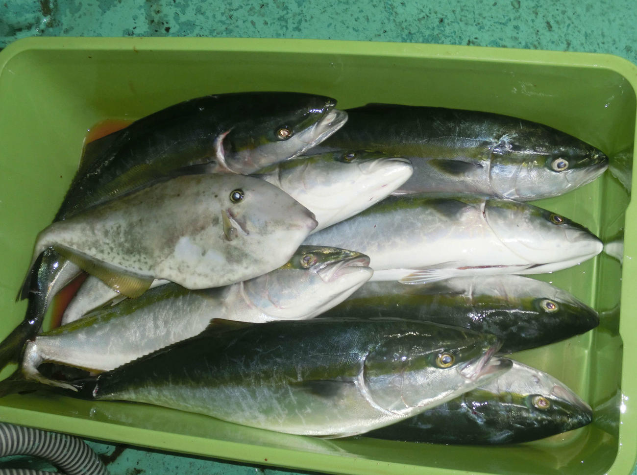 3キロ前後のイナダの釣果