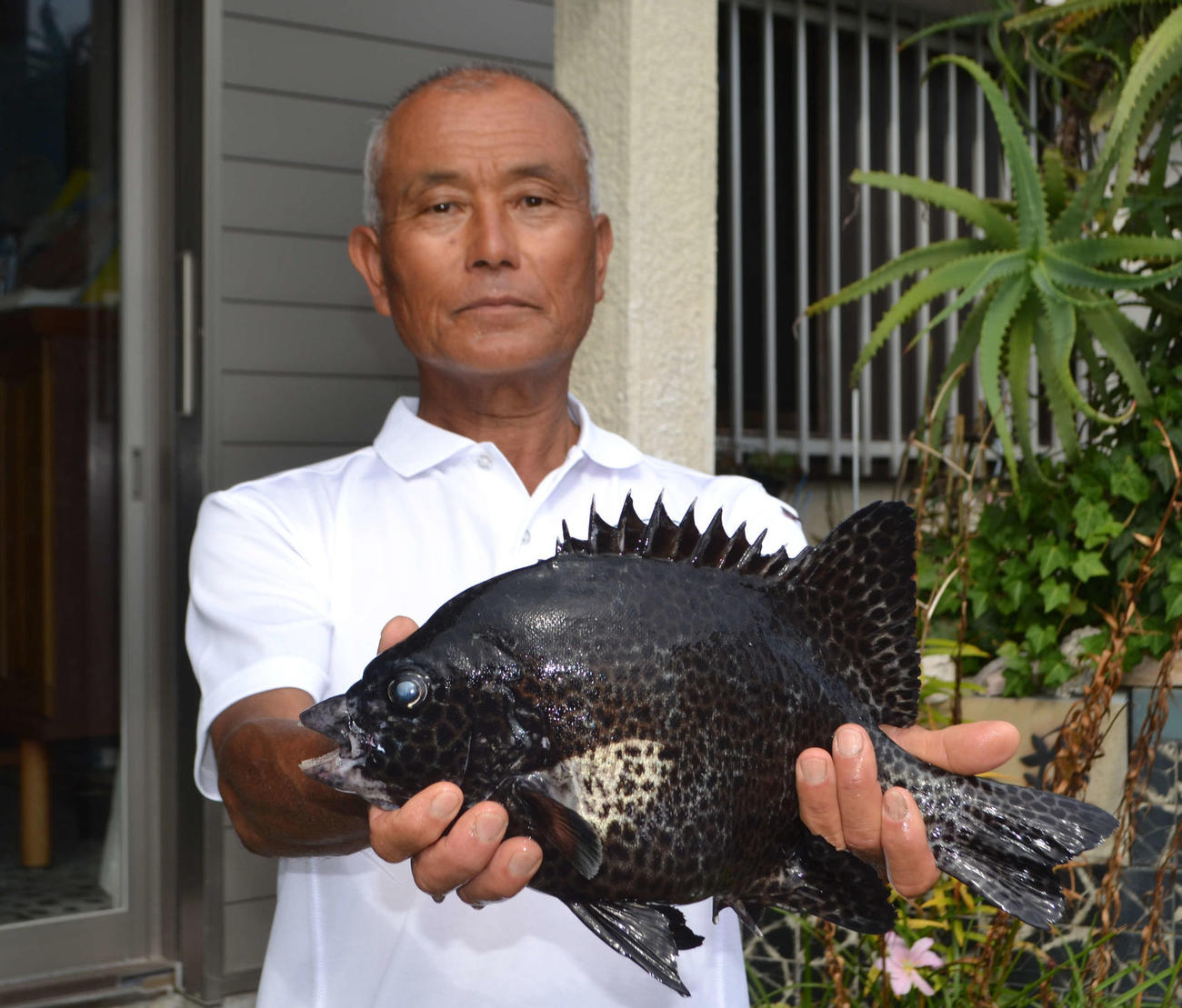 岩竹光さんが釣った38センチのイシガキダイ