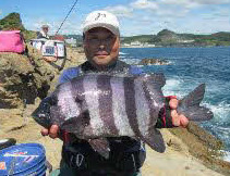 一昨年の新海荘の年間チャンピオン、田中敏隆さんが釣ったイシダイ