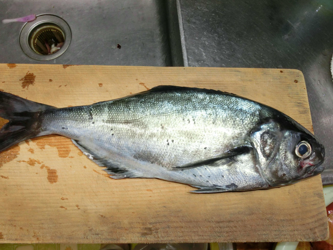 珍しいメダイは45センチサイズ