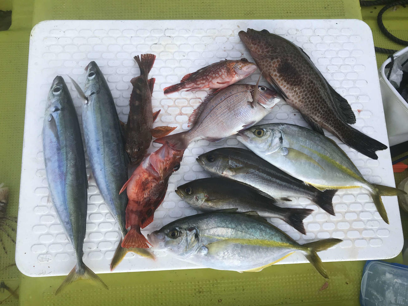 当日の釣果