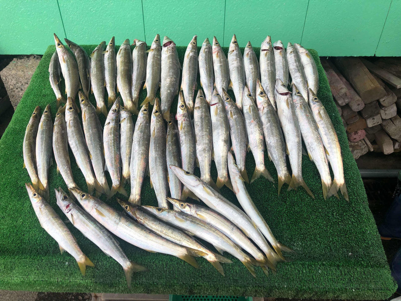 湾内で釣れた太カマス