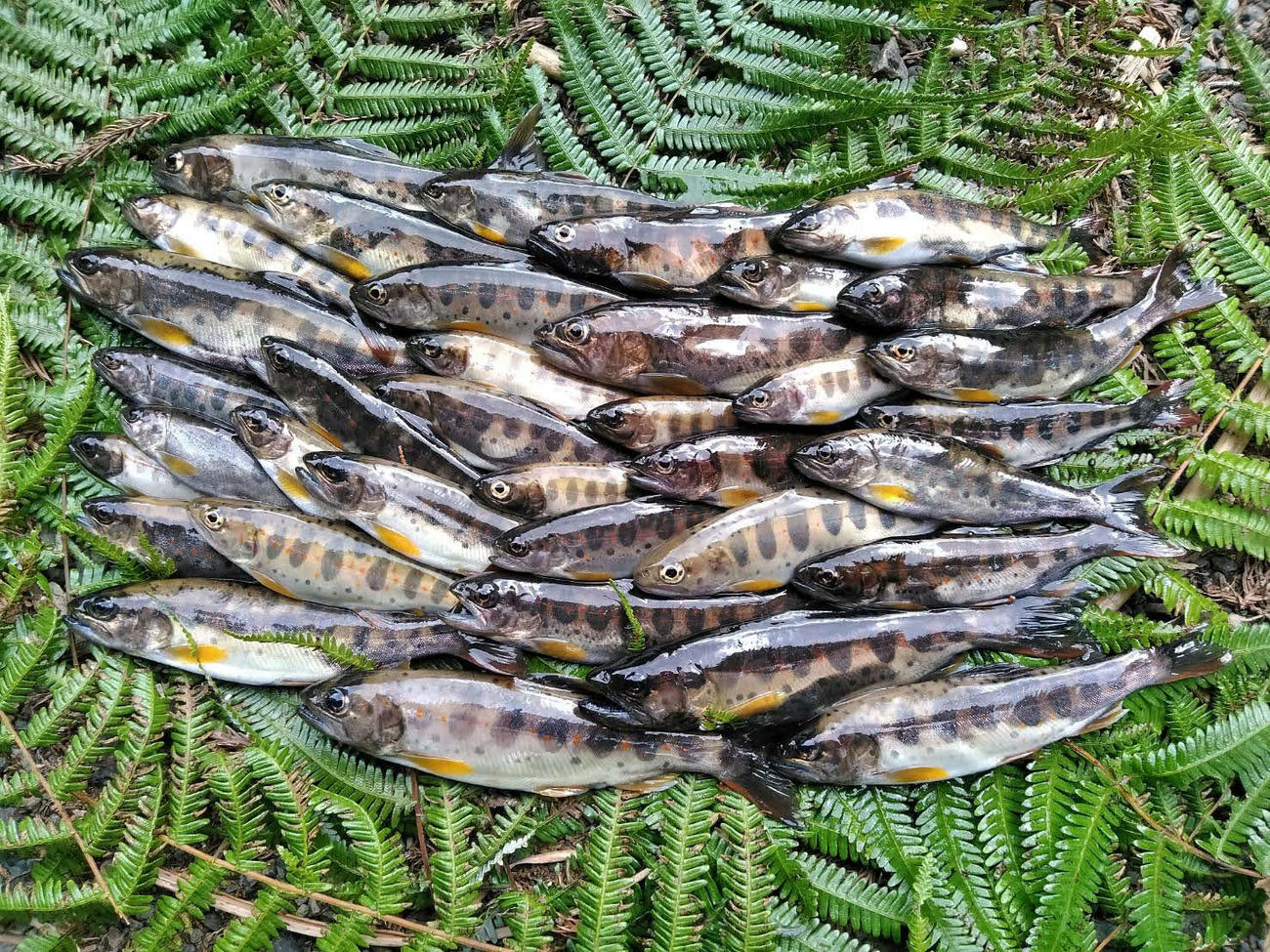 当日の釣果