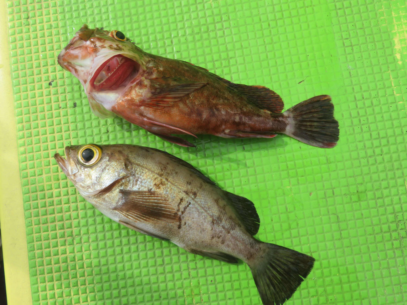 かわいいサイズのカサゴ（上）とメバル
