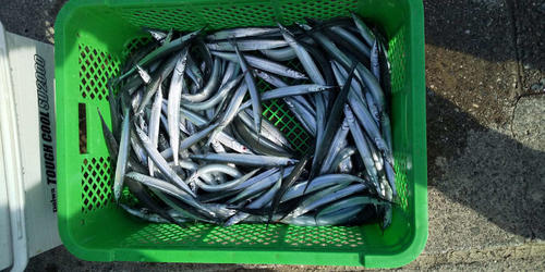 徳島 鳴門堂ノ浦 ベテランの技光るサヨリ134匹 釣り写真ニュース 日刊スポーツ