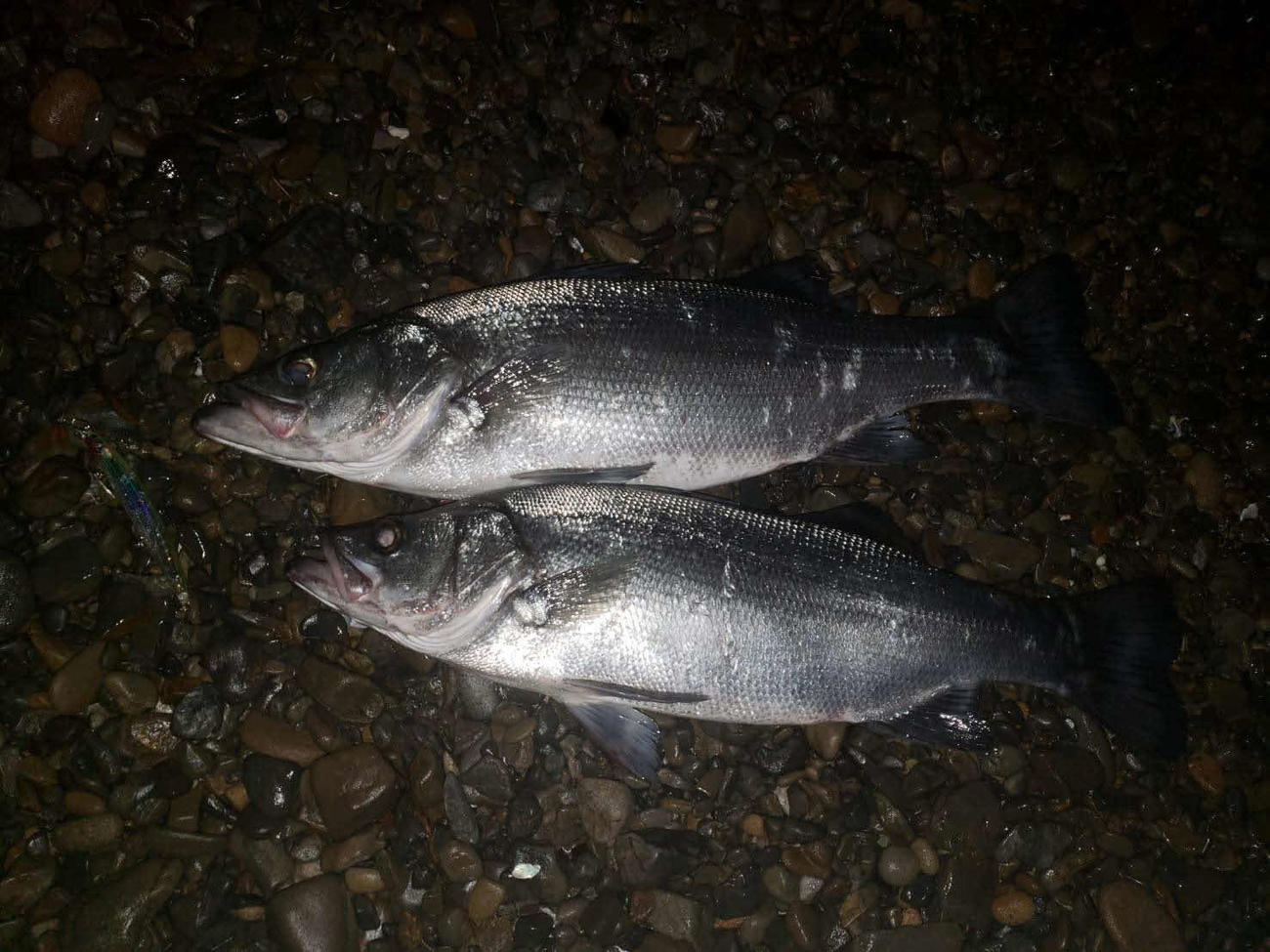 当日の釣果