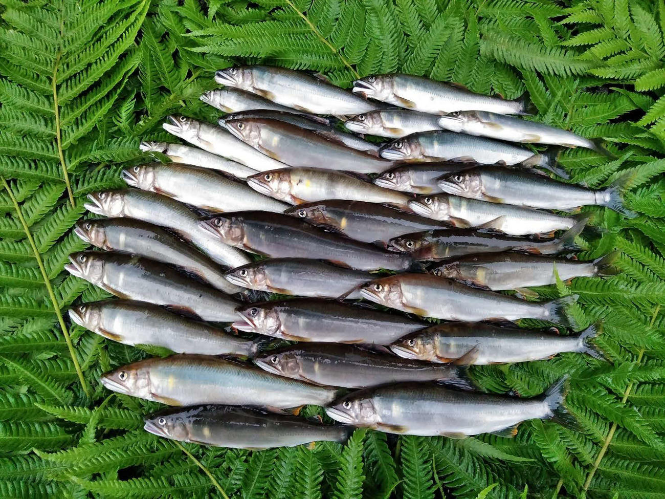 当日の釣果