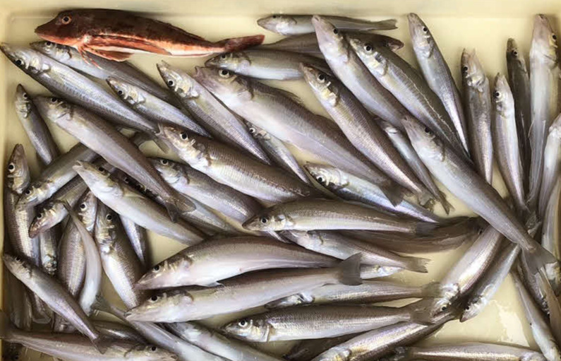 釣行後はキスの食いが復調し、23日の乗合船では竿頭の人が13～24.5センチを62匹も釣っている