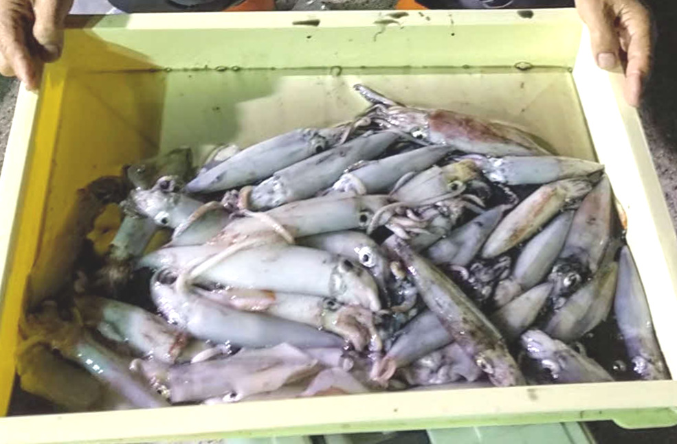 大島さんの釣果