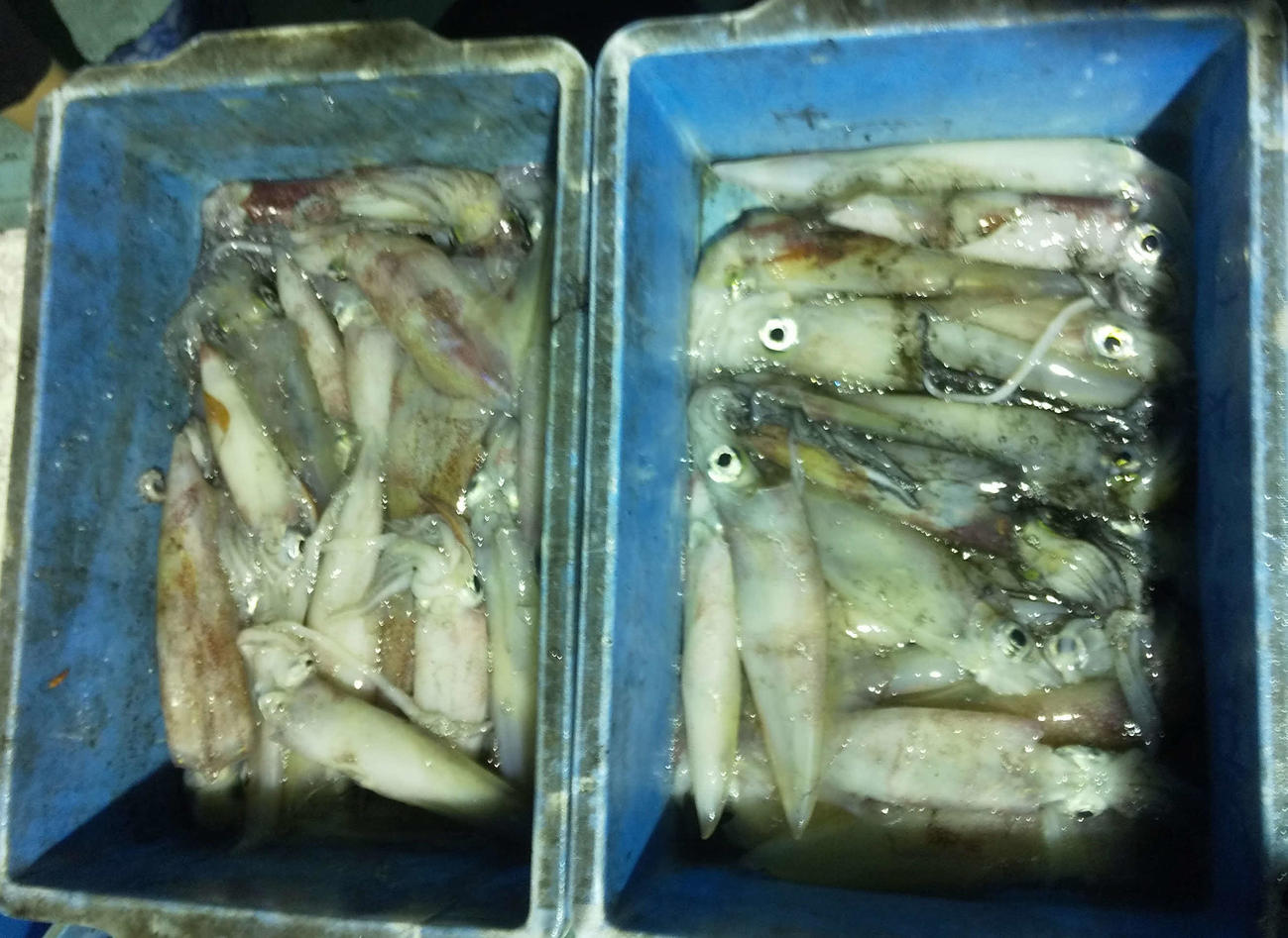 当日の釣果