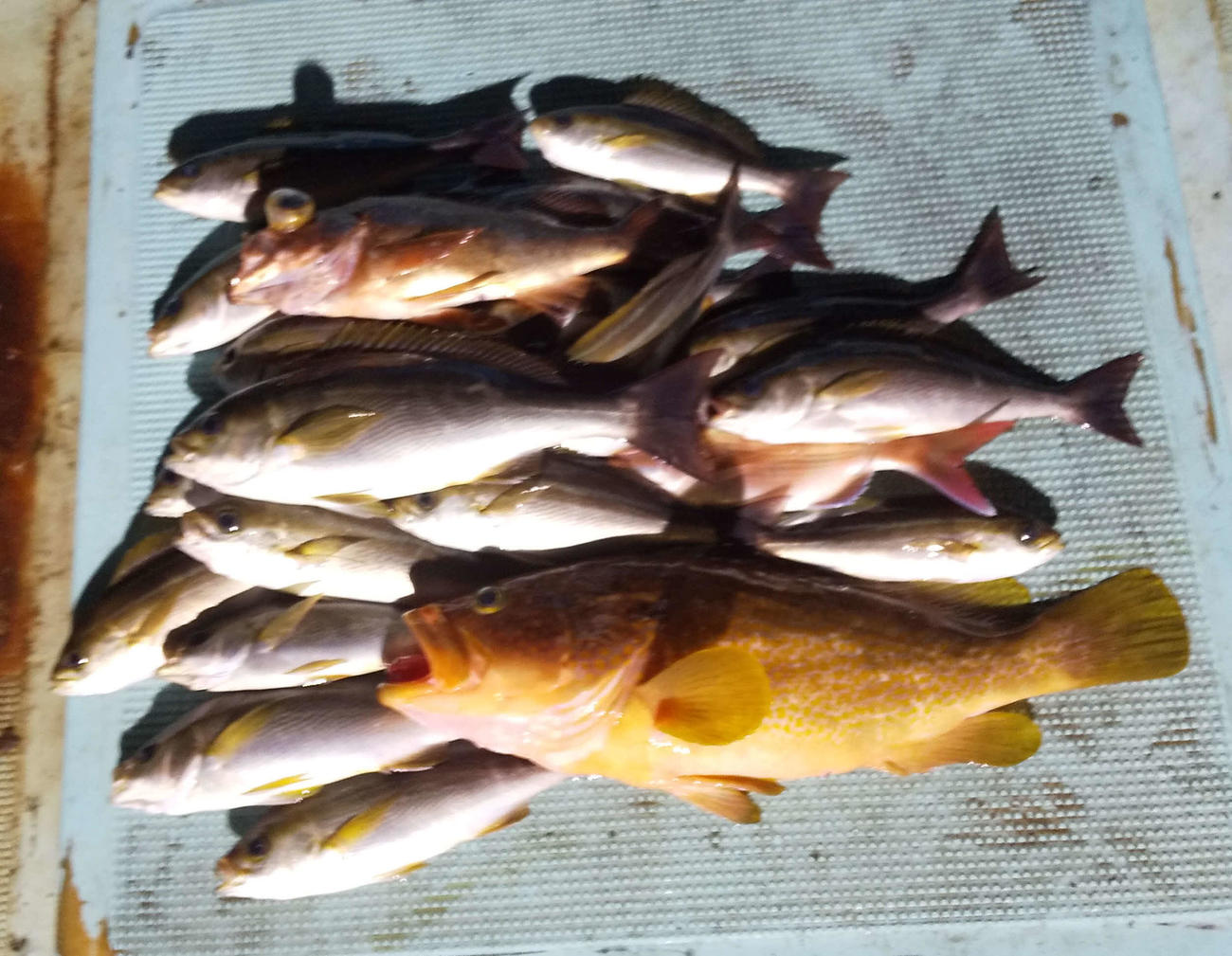 イカのほかにも、多彩な魚をゲット