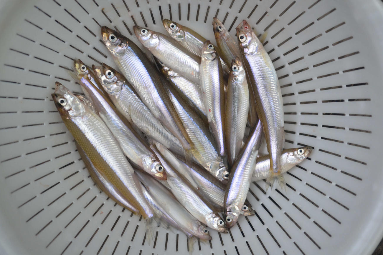 4日の試し釣りでは8～12センチと良型が目立った