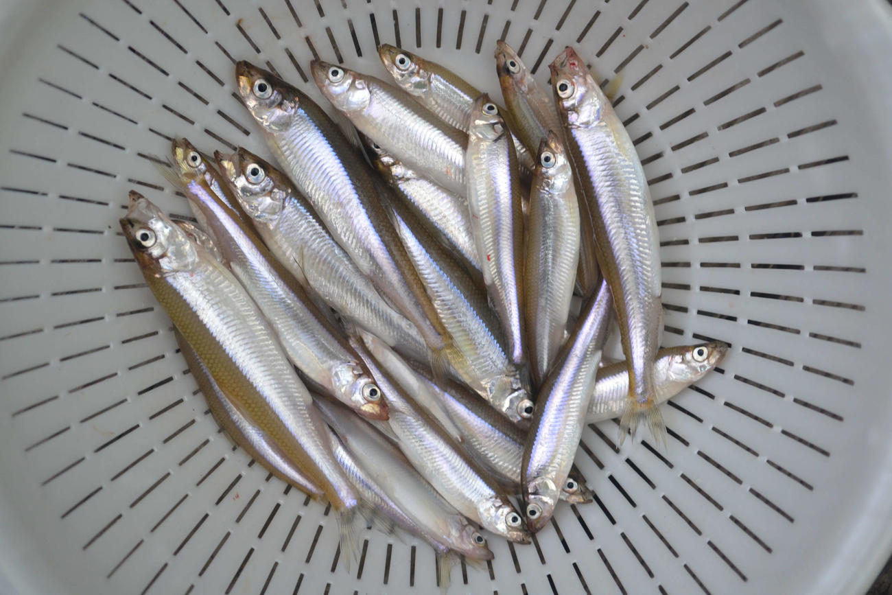試し釣りでは良型が目立った