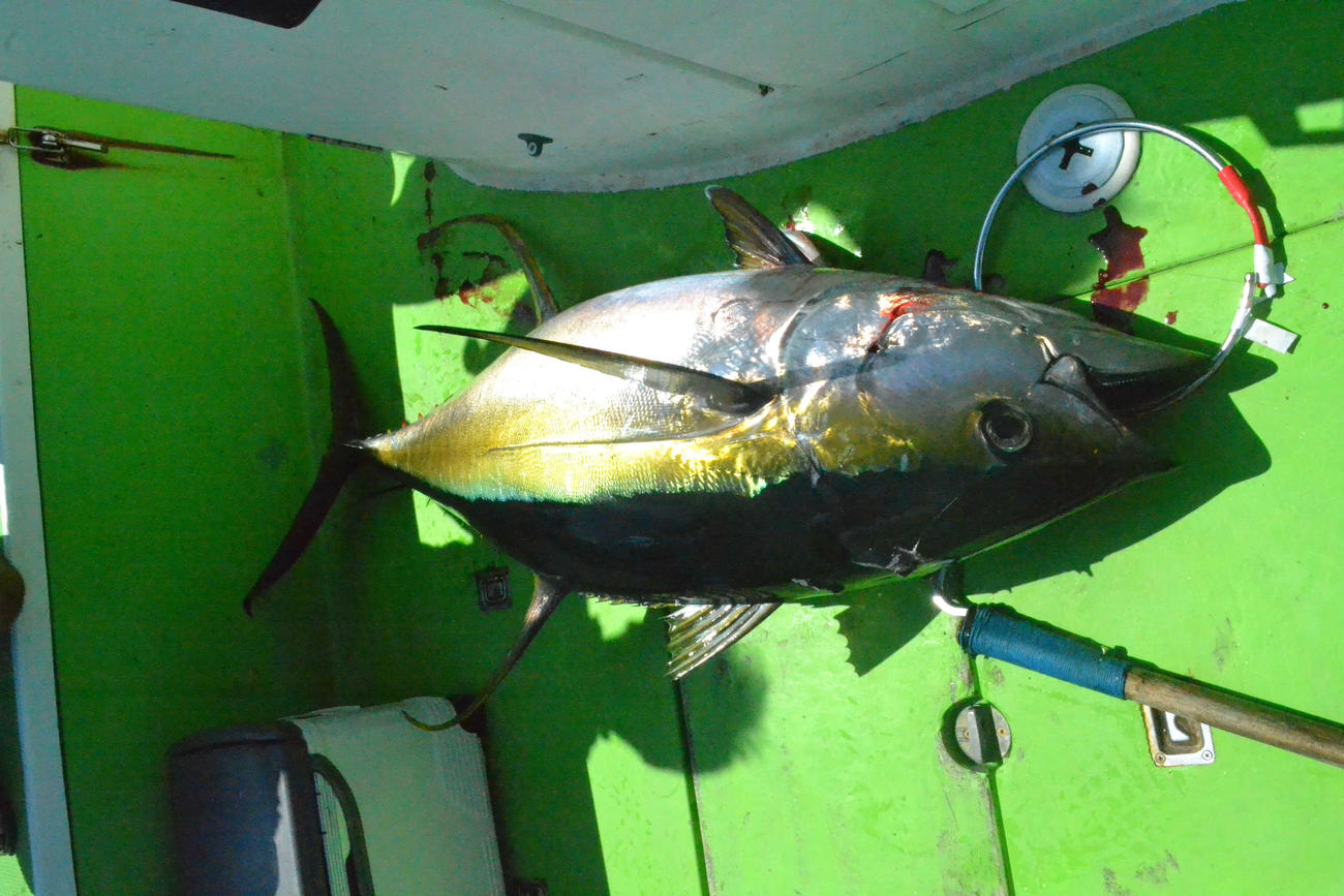 船中ではこんなキハダマグロも上がった