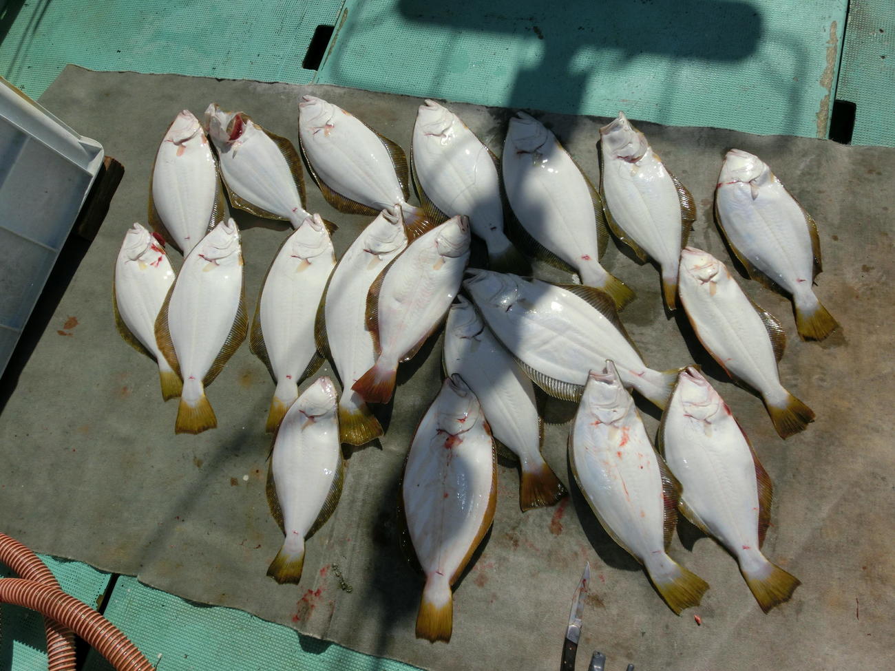 窓岩沖で釣れたヒラメ