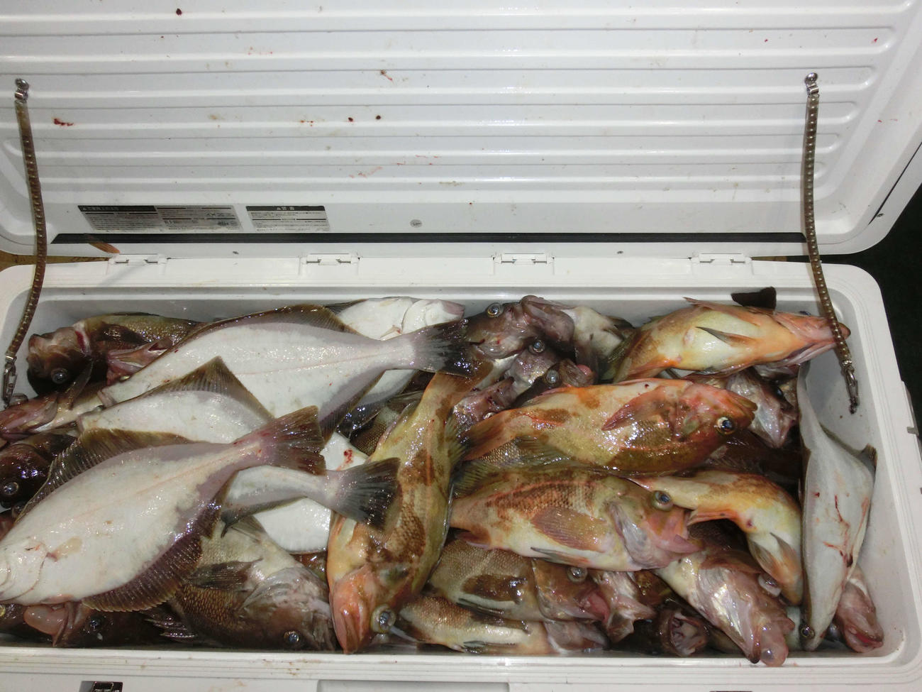 荻伏沖の釣りはソウハチなど数種類の魚でクーラーが満杯に