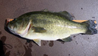亀山湖には60センチを超えるこんなデカバスがいます