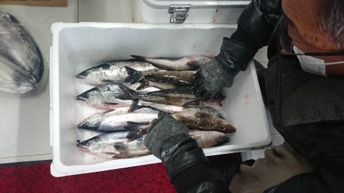 北栄丸での釣果（サクラマス）
