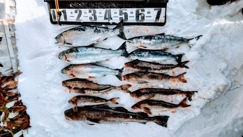 5日、噴火湾沖での釣果