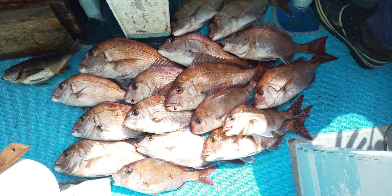 熊本さんの釣果