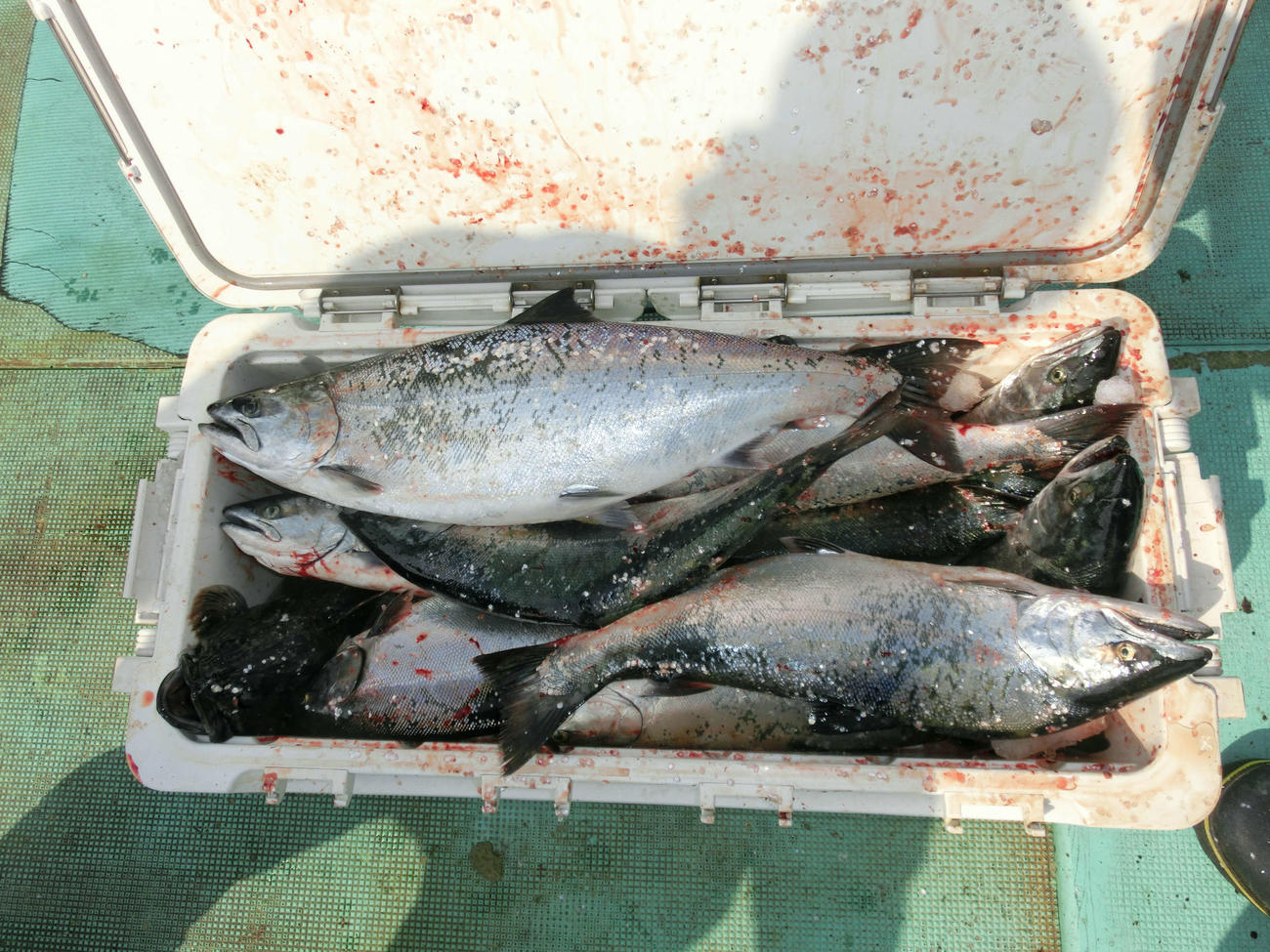 日本海側積丹方面ではサクラマスの定量釣り（10匹）が楽しめる