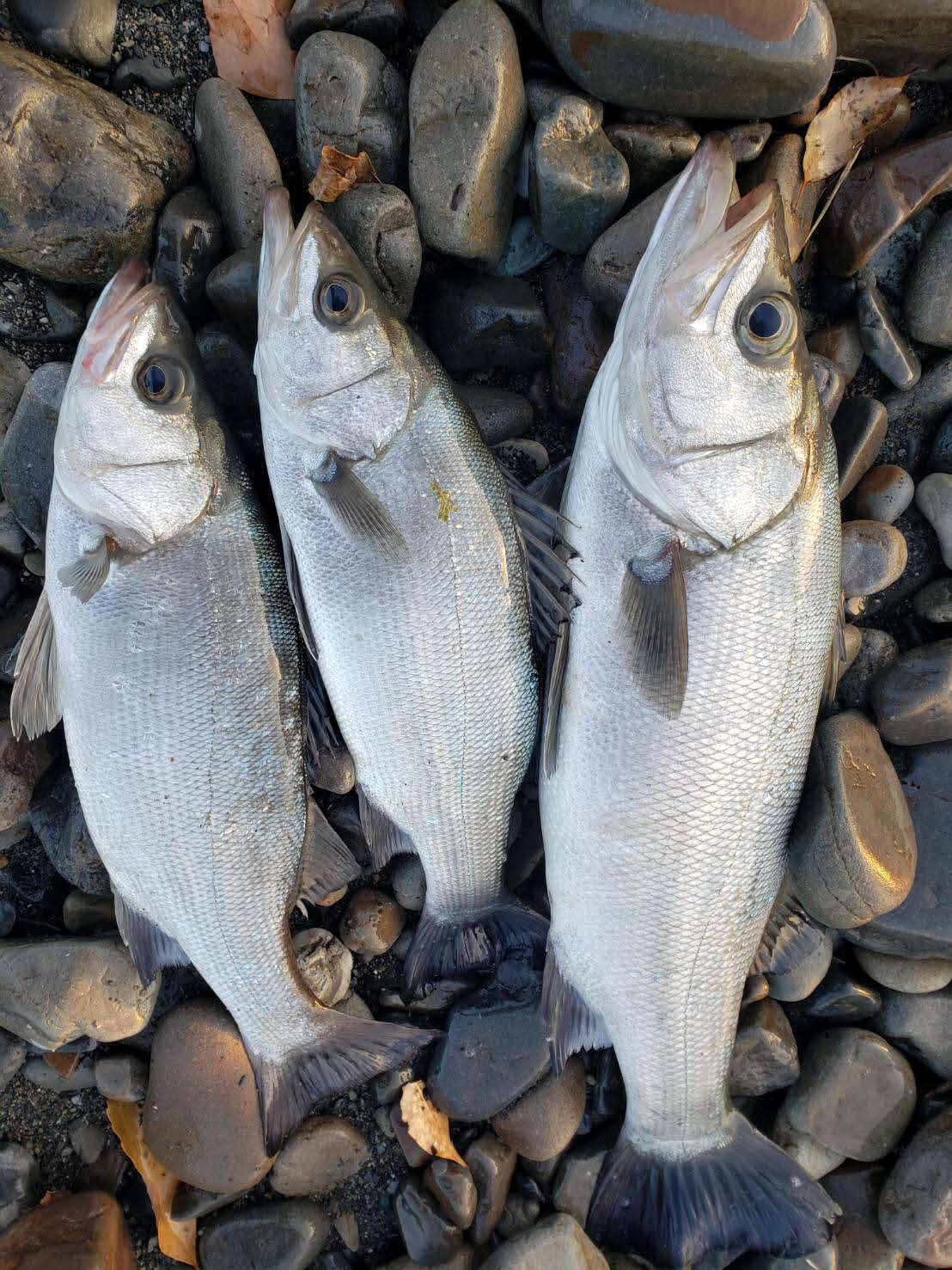 当日の釣果