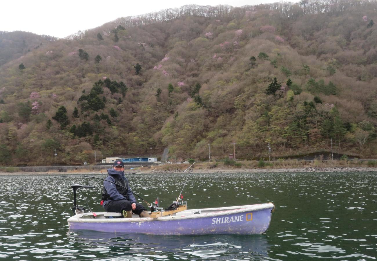 間もなく旬を迎えそうな西湖のヒメマス。一足先にヒメトロを楽しむ井上信義さん