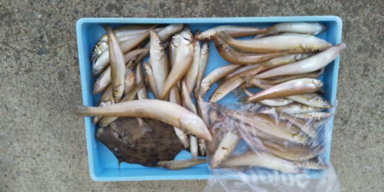 当日の釣果