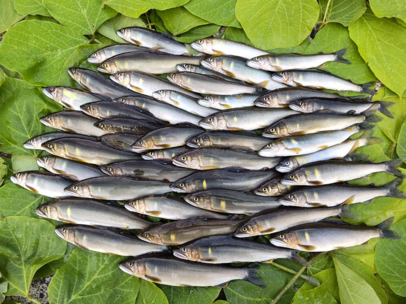 当日の釣果