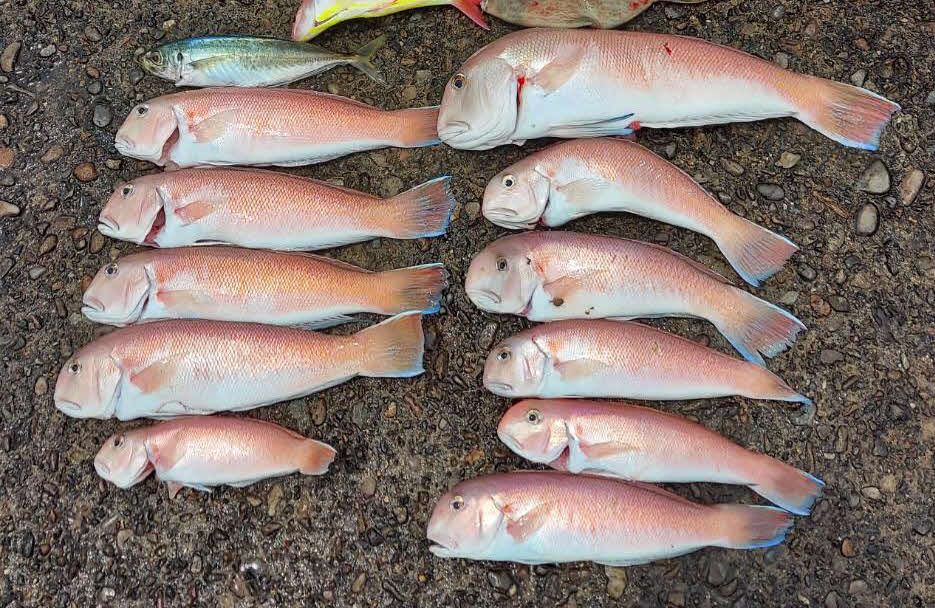 シロアマダイも狙える