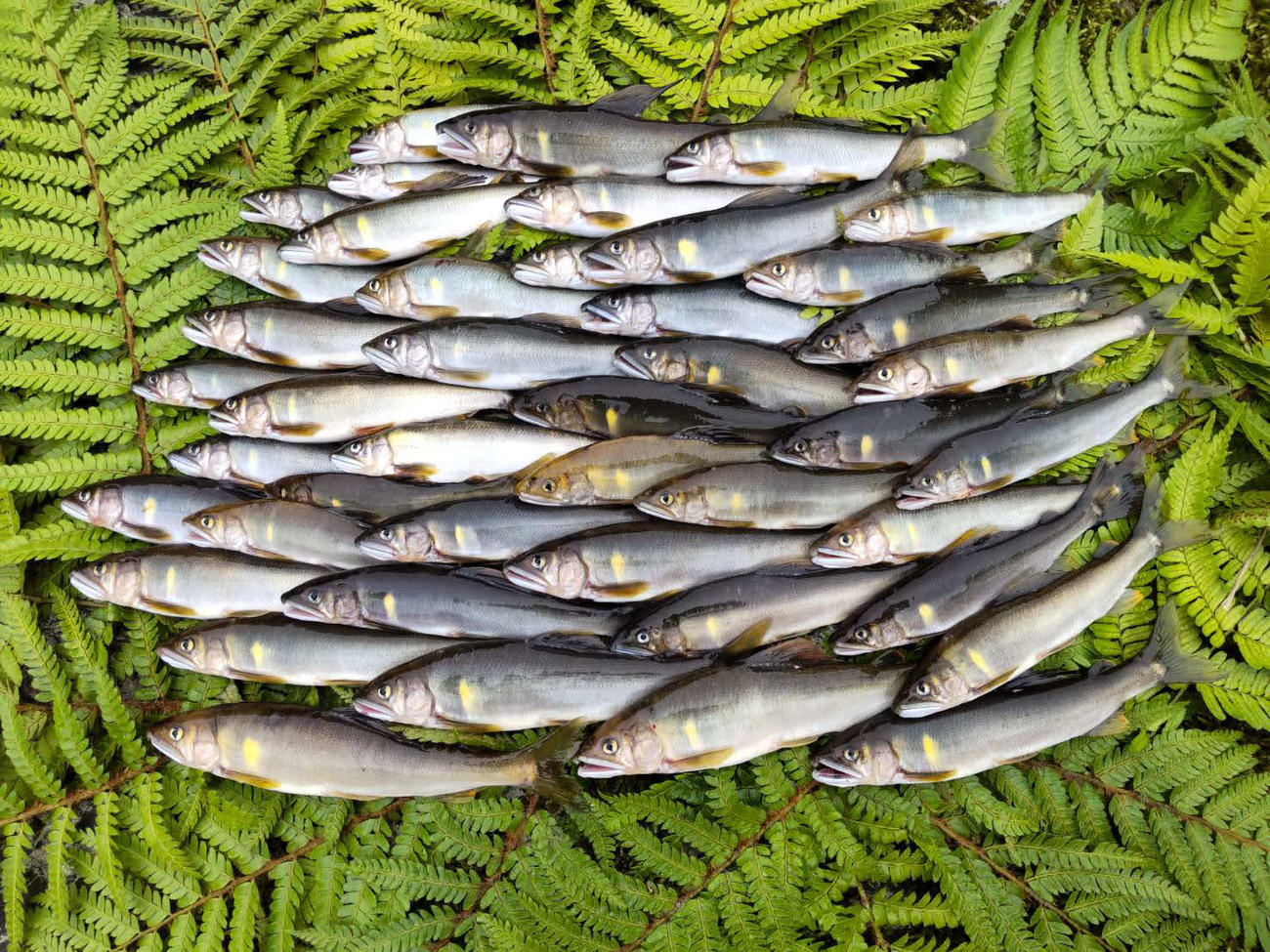 当日の釣果