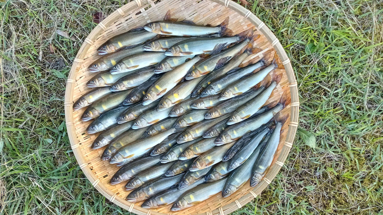 当日の釣果